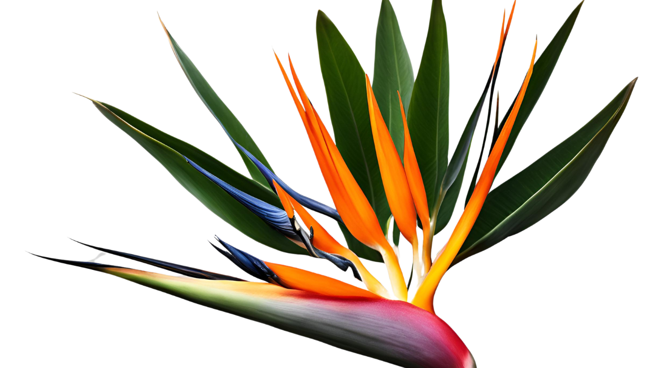 Bird of Paradise (Strelitzia)